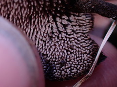 Auriscalpium vulgare
