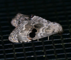 Abablemma duomaculata