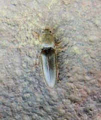 Agriotes lineatus