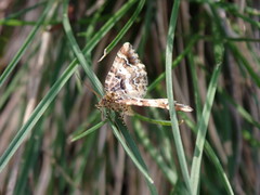 Enchoria lacteata
