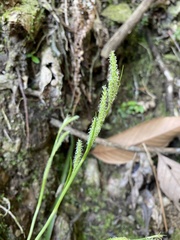 Carex sociata