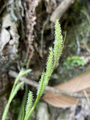 Carex sociata