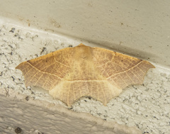 Tetracis cervinaria