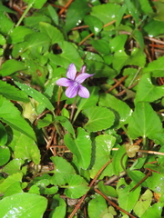 Viola confusa