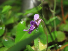 Viola confusa