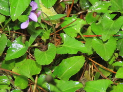 Viola confusa
