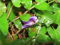 Viola confusa
