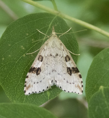 Udea washingtonalis