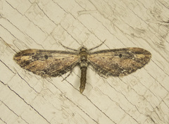 Eupithecia subapicata