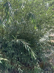 Salix mucronata