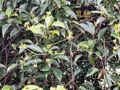 Urceola micrantha