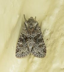 Lacinipolia cuneata