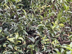 Urceola micrantha