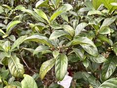 Urceola micrantha