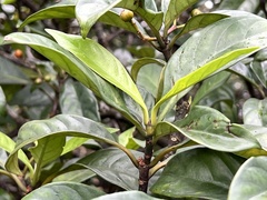 Urceola micrantha