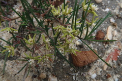 Eustegia minuta