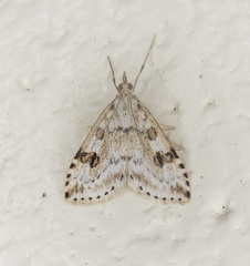 Udea washingtonalis