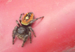 Phidippus johnsoni