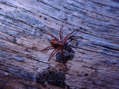 Philodromus rufus