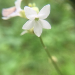 Lithophragma bolanderi