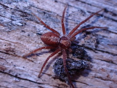 Philodromus rufus