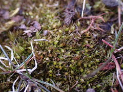 Pleuridium acuminatum