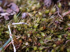 Pleuridium acuminatum