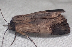 Dichagyris grotei