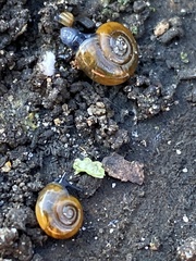 Oxychilus draparnaudi