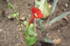 Ipomoea indivisa