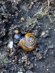 Oxychilus draparnaudi