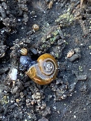 Oxychilus draparnaudi