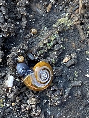 Oxychilus draparnaudi