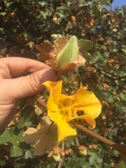 Fremontodendron