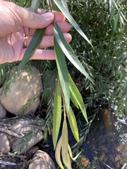 Salix mucronata