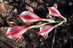 Gladiolus guthriei