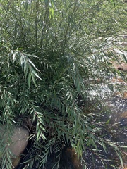 Salix mucronata