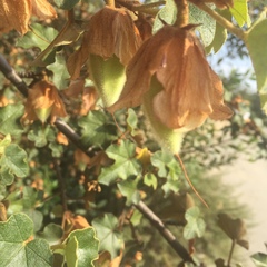 Fremontodendron
