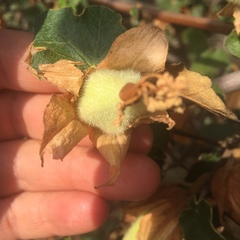 Fremontodendron