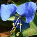 Climbing Dayflower - Photo (c) lougarou, some rights reserved (CC BY-NC), uploaded by lougarou