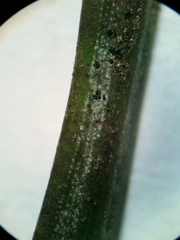 Rhizosphaera kalkhoffii