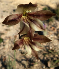 Gladiolus hyalinus