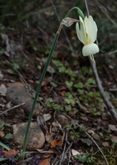 Narcissus triandrus triandrus