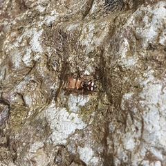 Cephalotes umbraculatus