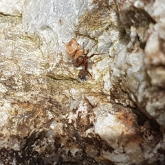 Cephalotes umbraculatus