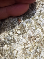 Cephalotes umbraculatus