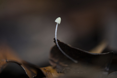 Mycena chloroxantha