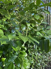 Prunus laurocerasus
