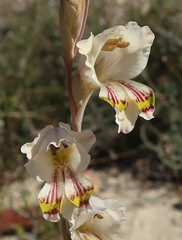 Gladiolus martleyi