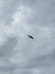 Pelecanus occidentalis